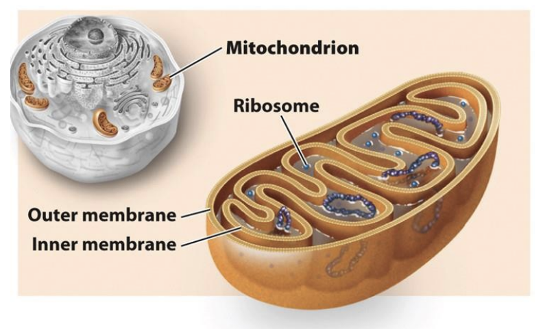 <ul><li><p>extract energy from food </p></li><li><p>double membrane</p></li></ul><p></p>