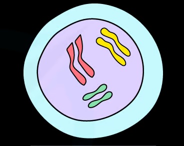 <p>&nbsp;Describing a cell which has two entire sets of the organism’s chromosomes.</p>
