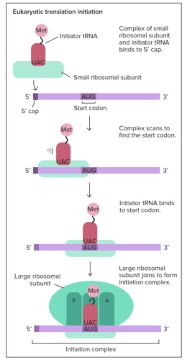 <p>small ribosome binds to mRNA, </p><p>prokaryotes have it bind to <span class="bgP">Shine-Dalgarno Sequence in 5' UTR </span>&amp;</p><p>in eukaryotes, <span class="bgB">ribosome binds to 5' Cap</span>; charged tRNA binds to mRNA's AUG start codon in the <span class="bgY">P site</span>; large subunit then binds down onto small using initiation factors fleetingly</p>