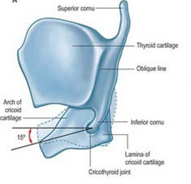 <p>infeiror horn of thyroid cartilages to the side of the cricoid </p>
