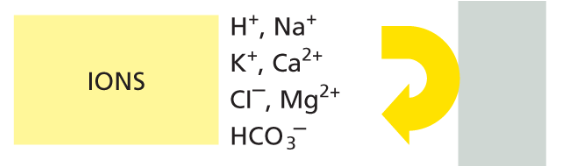 <p>inorganic ions diffuse</p>