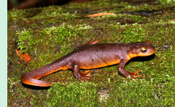 <ul><li><p><span>California newt</span></p></li><li><p><span>Body brown above and orange below</span></p></li><li><p><span> light under eye,</span></p></li><li><p><span>eyes reach outline of head.</span></p></li></ul><p></p>