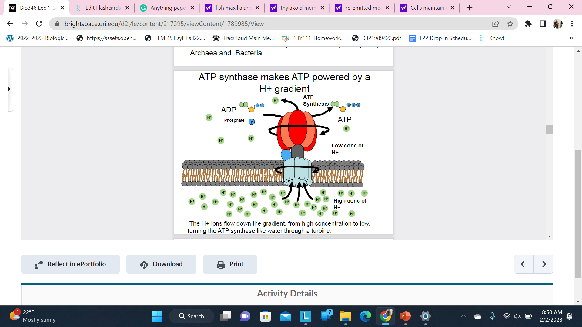 There are versions of this ancient membrane bound molecular machine in all life - plants, animals (eukaryotes), Archaea and Bacteria.
