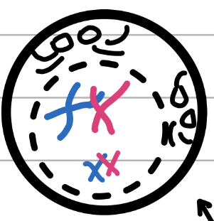 <ul><li><p>tetrads crossover at random to create slightly different chromatids (increases genetic variation)</p></li></ul><ul><li><p>Centrioles move to the poles</p></li><li><p>Spindle fibres form</p></li><li><p>Centromeres form between sister chromatids</p></li><li><p>Nuclear membrane begins dissolving</p></li></ul>