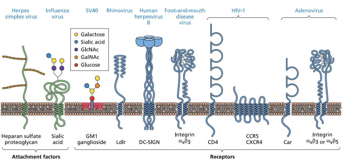 <ul><li><p><u>Attachment factors</u></p><ul><li><p>Heparan sulfate proteoglycan</p></li><li><p>Sialic acid = glycoprotein</p></li></ul></li><li><p><u>Receptors</u></p><ul><li><p>HIV = CCR5, CXCR4</p></li><li><p>Adenovirus = Car, Integrin</p></li></ul></li></ul><p></p>
