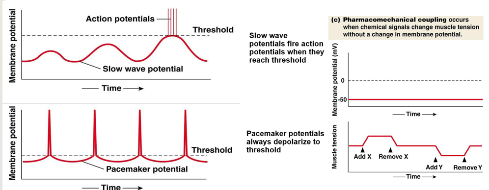 <p><strong>slow wave potentials</strong>: cyclic, fire when reach threshold</p><p><strong>pacemaker potentials</strong>: always depolarize to threshold</p><p><strong>pharmacomechanical coupling</strong>: tension changed by chemical signal without change to membrane potential (ex, histamine, nitric oxide)</p>