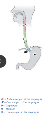 <p>-cervical, thoracic, and abdominal parts of the esophagus</p><p>-cervical part: skeletal muscle, innervated by the recurrent laryngeal nerves (from X)</p><p>-thoracic and abdominal parts: smooth muscle and therefore innervated by the ANS (GVE)</p>