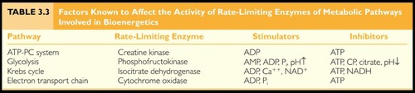 <p>Rate-limiting enzymes</p>
