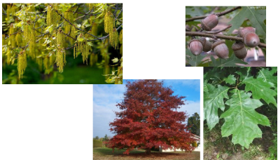 <p>-large leaves -pointed lobes and shallower sinuses -acorn with shallow cap -darker bark -no fuzz on leaf underside</p>