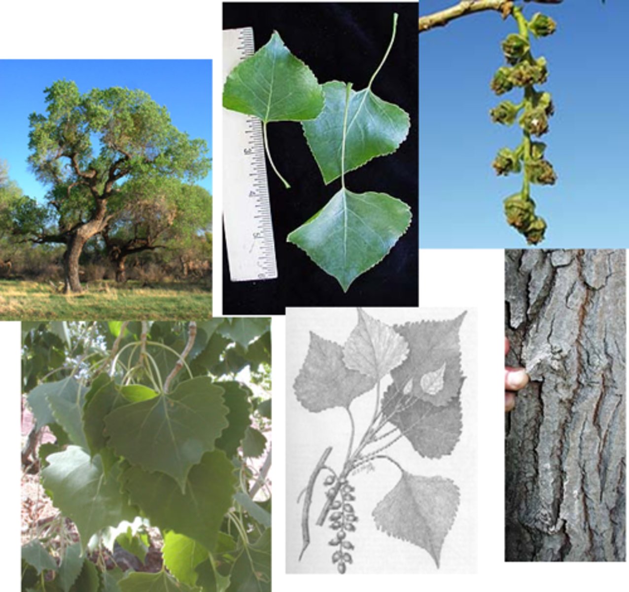 <p>Populus fremontii (salicaceae)</p>