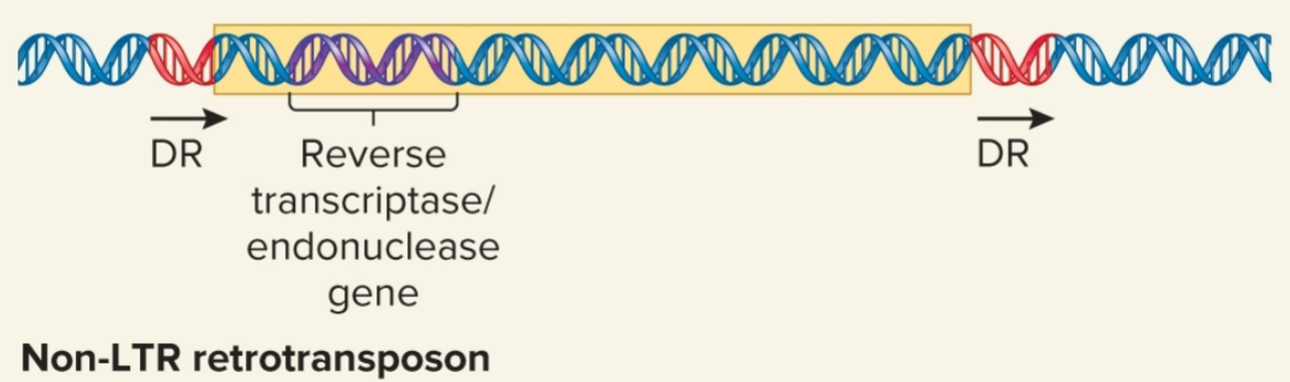 <ul><li><p>do not resemble retroviruses in having LTR sequences</p></li><li><p>may contain gene that encodes protein that functions as both reverse transcriptase and an endonuclease</p></li><li><p>some are evolutionarily derived from normal eukaryotic genes</p></li><li><p>Alu family of repetitive sequences found in humans is derived from single ancestral gene, 7SL RNA gene which has been copied by retrotransposition many times, w/ current # of copies being 1 million</p></li><li><p>move by target-site primed reverse transcription</p></li></ul><p></p>