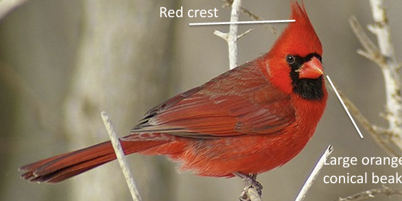 <p>What Bird is this? (and gender)</p>