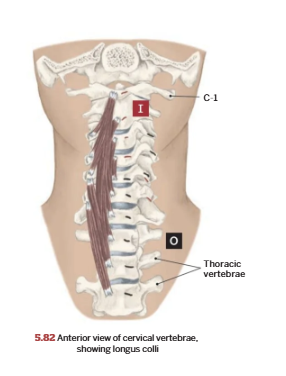 <p>Longus colli</p>