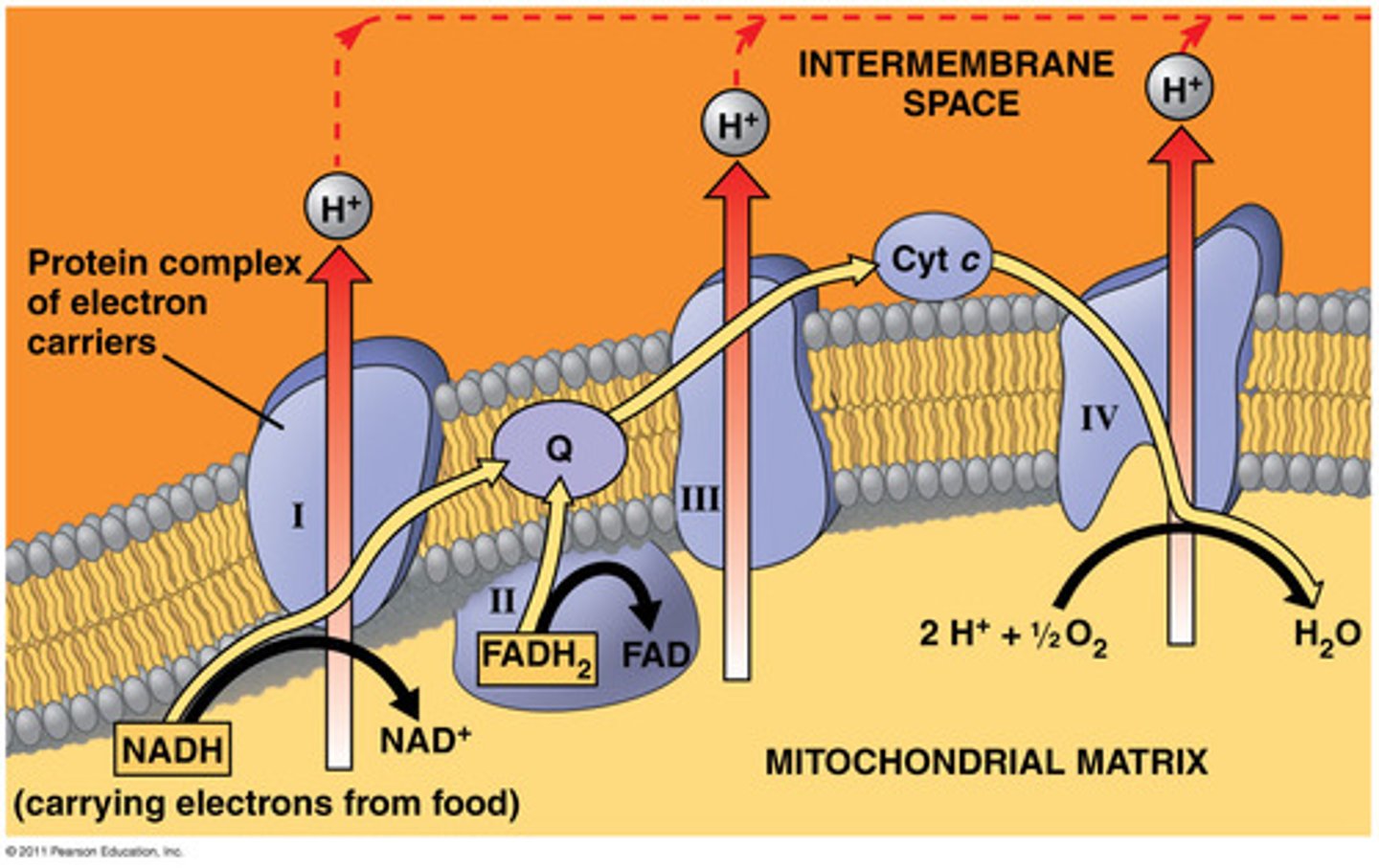 <p>A bacterium uses the Proton Motive Force (PMF). Which mechanism generates or maintains the PMF by actively pumping protons OUT of the cell using energy from the electron transport chain?</p>