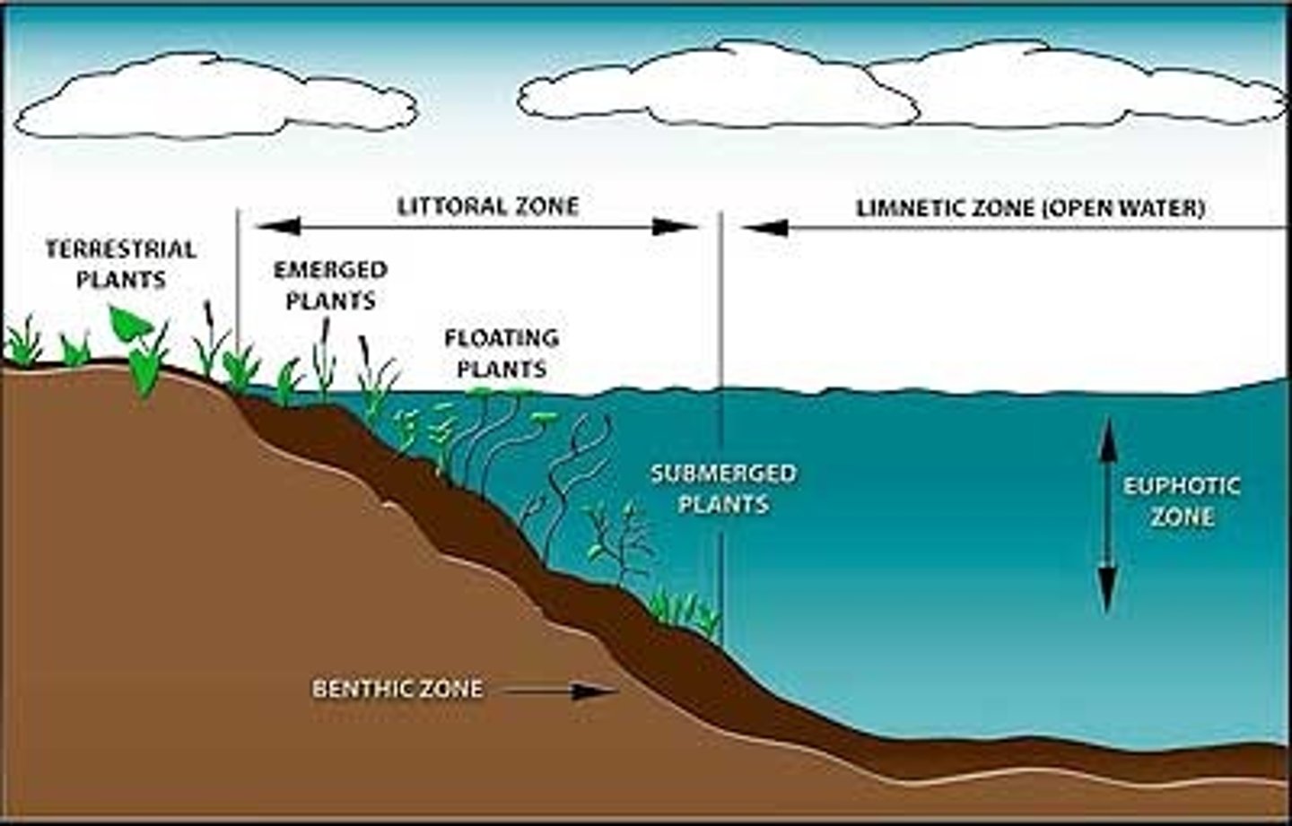 <p>The muddy bottom of a lake, pond, or ocean.</p>