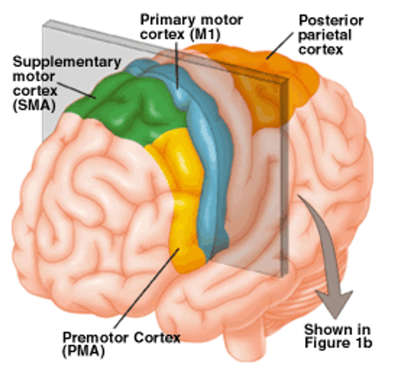 <p>primary motor cortex (precentral gyrus), premotor cortex, broca's area, frontal eye field</p>