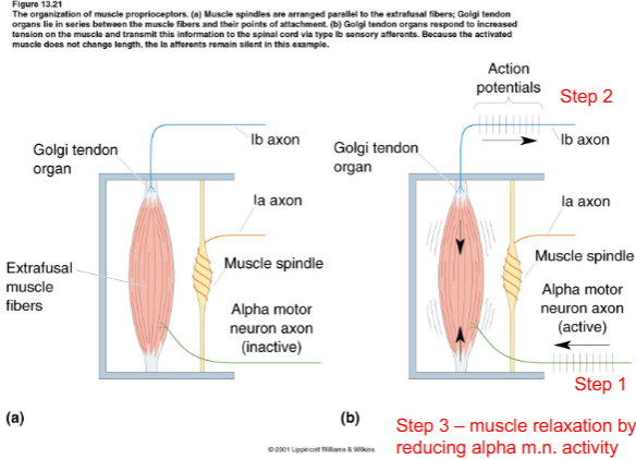 <p>Also known as Clasp-knife Reflex</p><p>the end result of it relaxation of muscle by incresing tension</p>