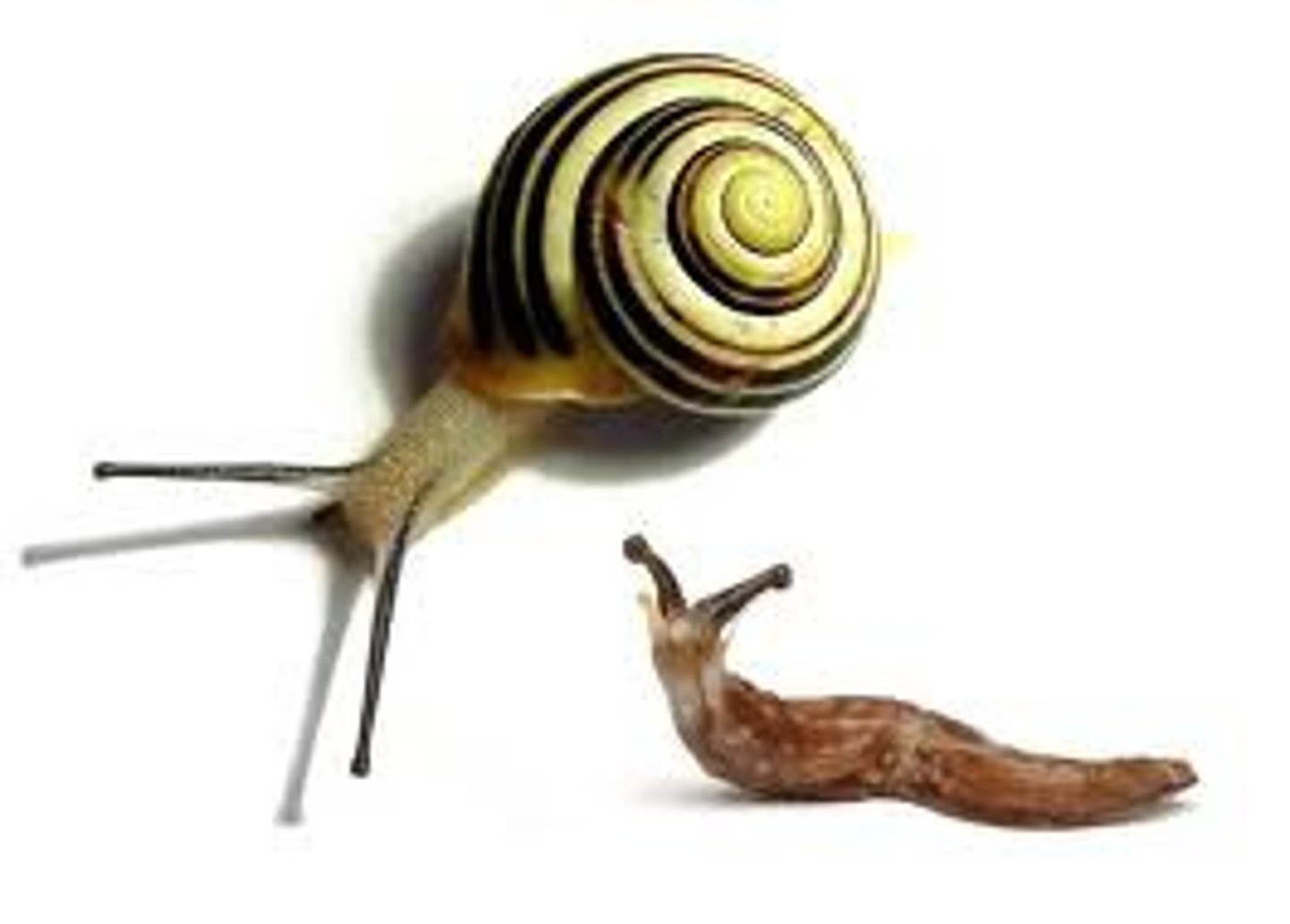 <p>snails and slugs</p><p>Mollusca</p>