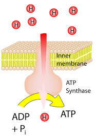 <p>ATP synthase</p>