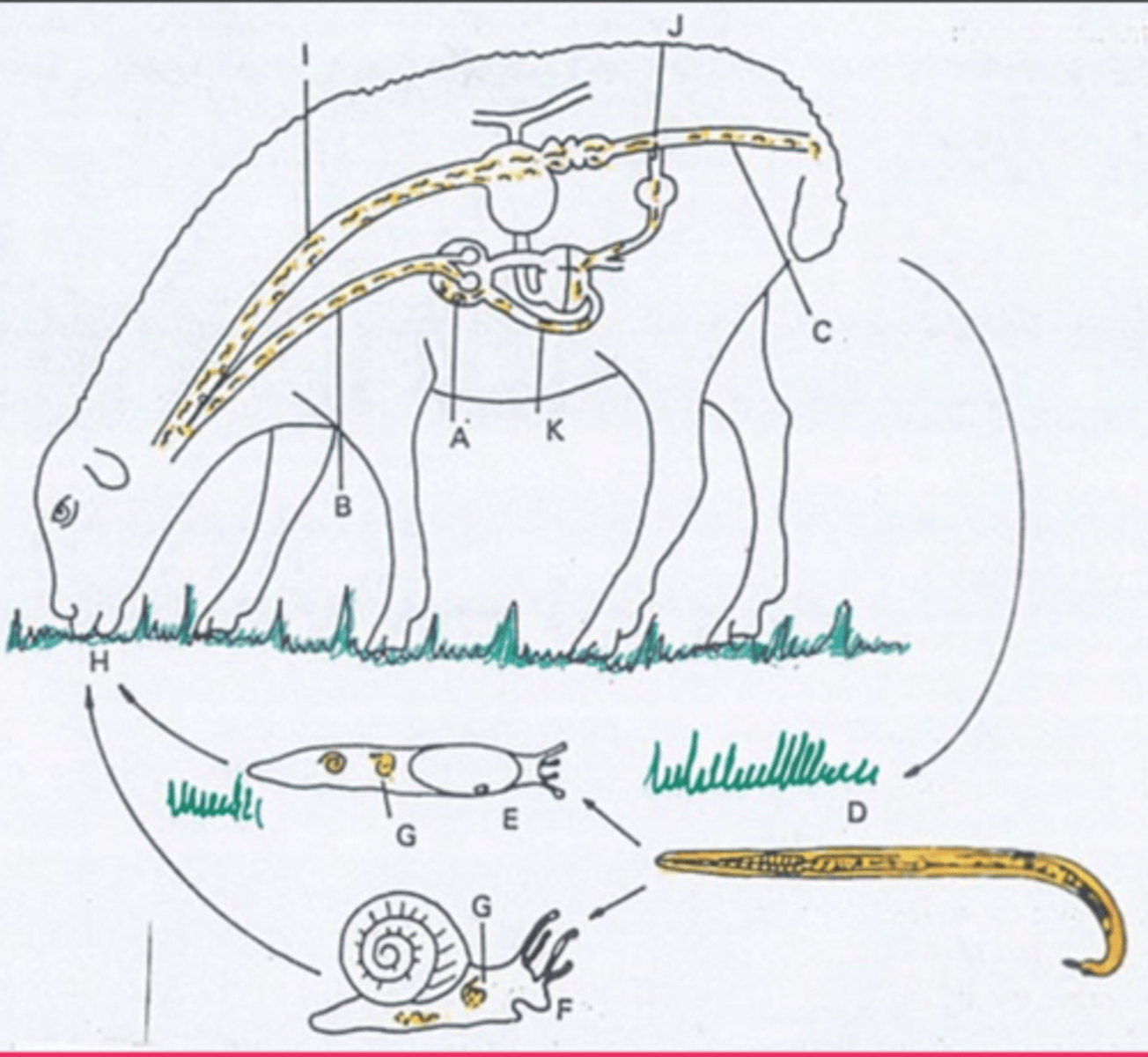 <p>this represents the life cycle of ______</p>