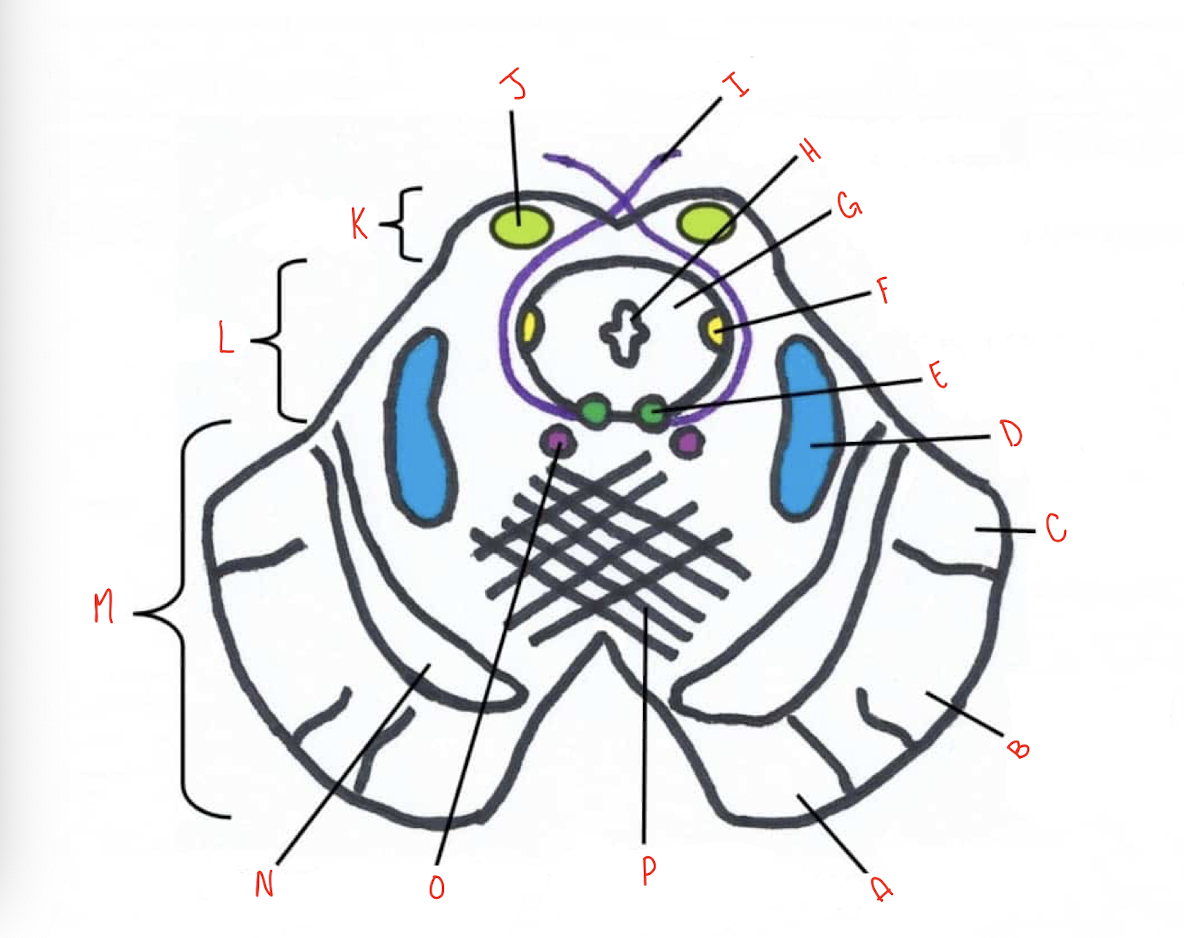 <p>What structure of the sliced inferior colliculus section of the midbrain is labeled D?</p>
