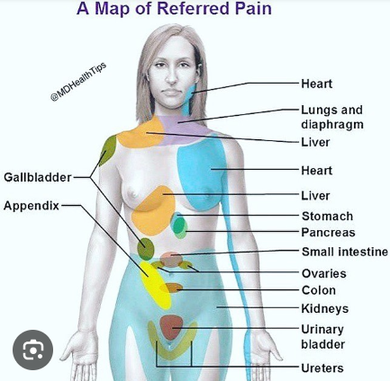 <ul><li><p><span style="font-family: Garamond, serif">Visceral pain results from <u>stimulation of visceral organ receptors</u>. This would be if one were to feel vague, aching, or burning.</span></p></li><li><p class="MsoNormal"><span style="font-family: Garamond, serif">Referred pain is pain from one body region <u>perceived as coming from a different region</u>. An example would be someone having pain in their left arm during a heart attack.</span></p></li></ul><p></p>