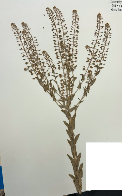 <p>Family + Genus?</p>