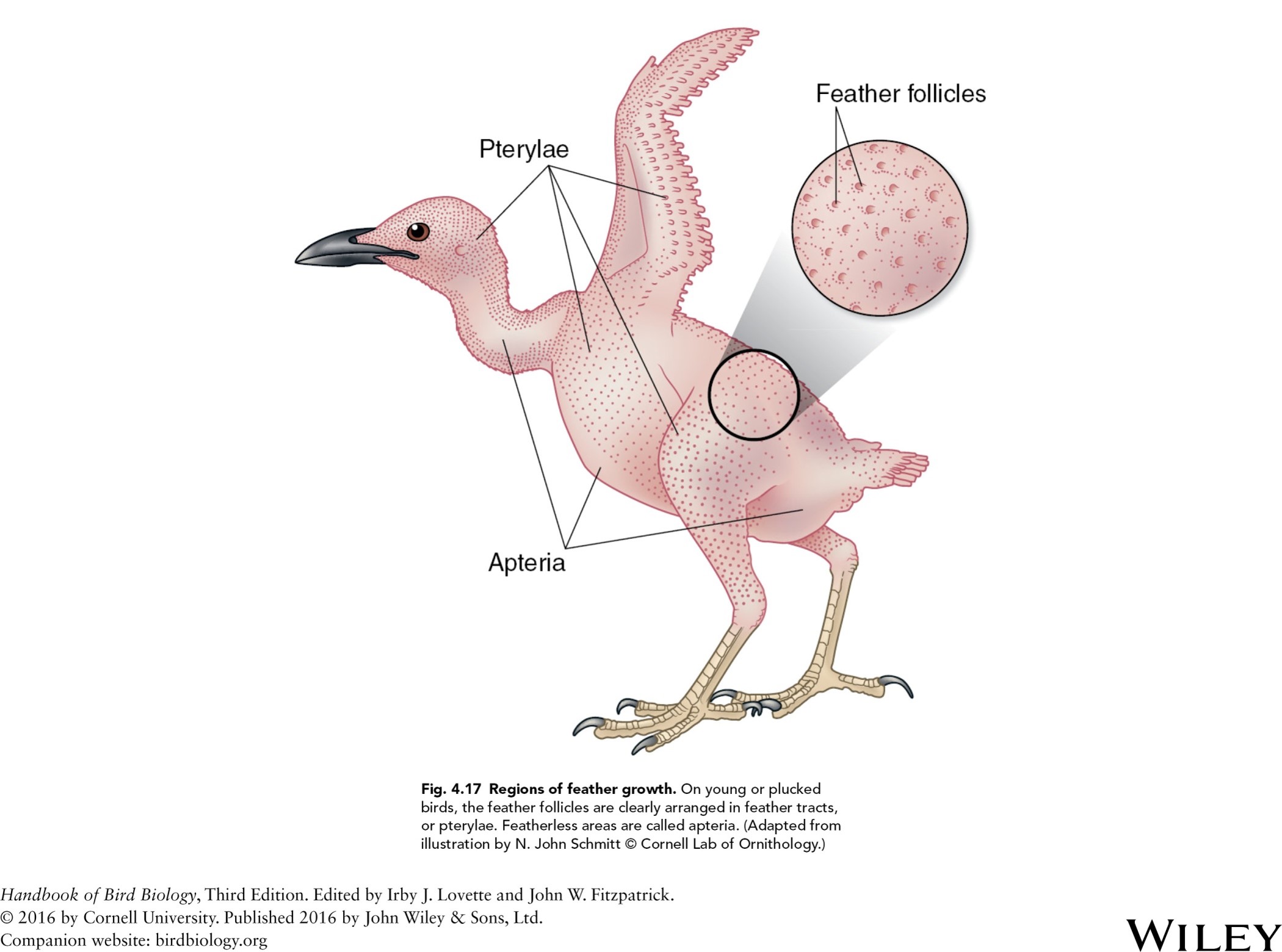 knowt flashcard image