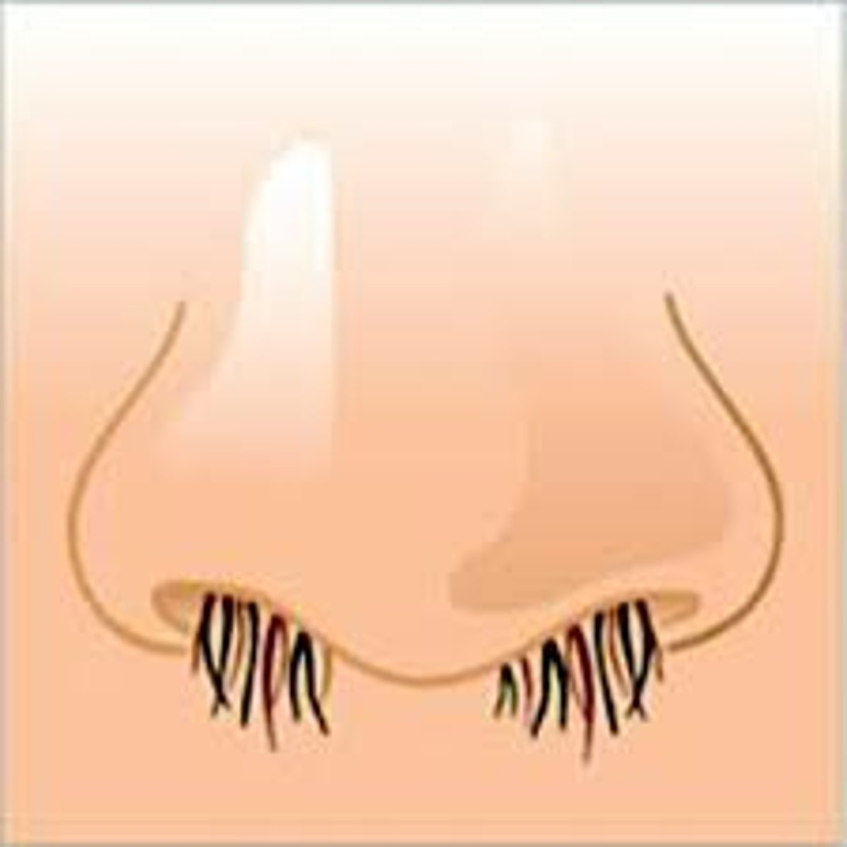 <p>hairs in the nose that block some of the inhaled debris</p>