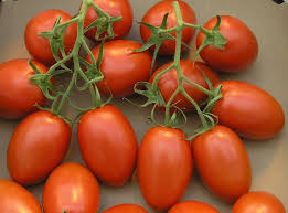 <p>roman tomatoes</p>