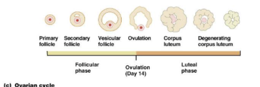 <p>ovarian: follicular, ovulation, luteal</p>
