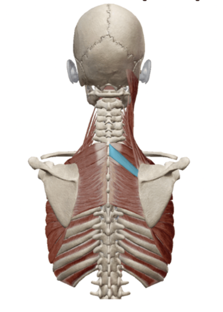 <p>What is the OIA of Rhomboid Minor</p>