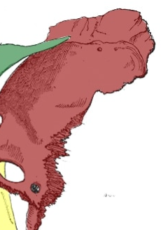 term image
