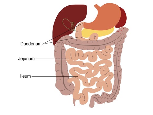 Is the main site of chemical digestion and absorption of nutrients