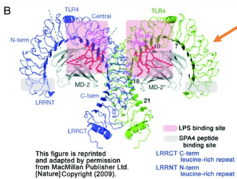 <p>LPS binds to <strong>TLR4 on macrophages</strong>, triggering <strong>cytokine release (IL-1, IL-6, TNF-α)</strong>, leading to fever and low blood pressure.</p>