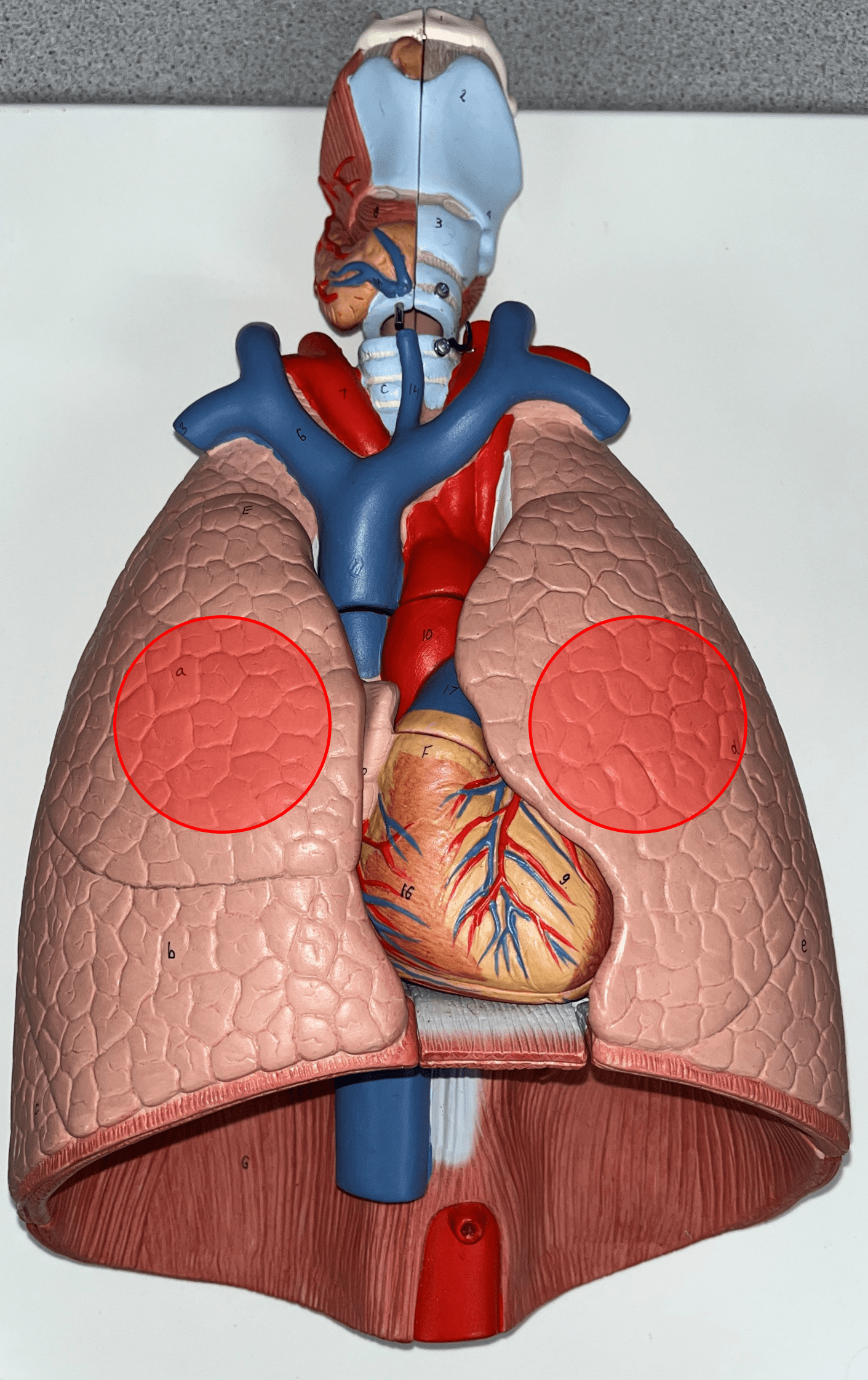 The uppermost lobe of the R. and L. lungs.