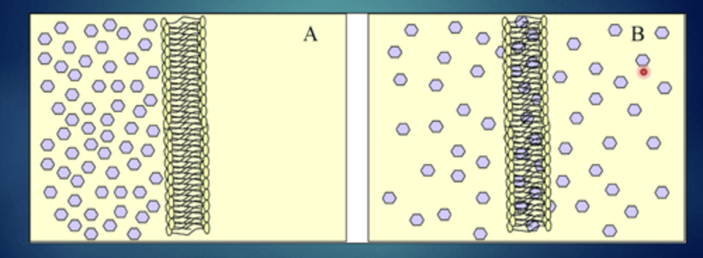 <p>explain this image - passive diffusion (non-electrolytes)</p>