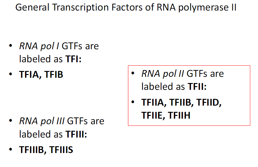 <p><strong>RNA Polymerase I GTFs</strong><br> Labeled as TFI<br> Examples: TFIA, TFIB</p><p><strong>RNA Polymerase III GTFs</strong><br> Labeled as TFIII<br> Examples: TFIIIB, TFIIIS</p><p><strong>RNA Polymerase II GTFs</strong><br> Labeled as TFII<br> Examples: TFIIA, TFIIB, TFIID, TFIIE, TFIIH</p>