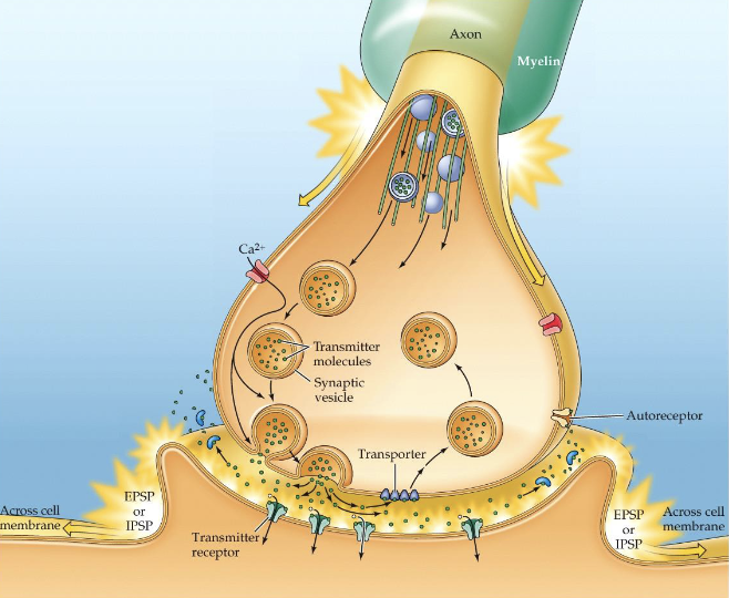 <p>presynaptic part:</p><ul><li><p>depolarization from action potential triggers voltage-gated Ca2+ channels -Ca2+ influx leads to vesicles releasing neurotransmitter into the cleft</p></li></ul><p>synaptic cleft:</p><ul><li><p>released neurotransmitter binds to receptor on postsynaptic membrane</p></li><li><p>neurotransmitter is then either degraded by enzymes or taken up again in the presynaptic part</p></li></ul><p>postsynaptic part:</p><ul><li><p>neurotransmitter activates the receptor to do something, for example to open an ion channel, leading to a postsynaptic potential, either excitatory (EPSP) or inhibitory (IPSP).</p></li></ul>