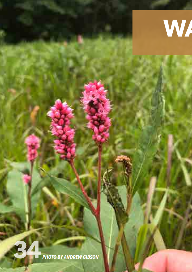 <p>Smartweed; Polygonaceae</p>