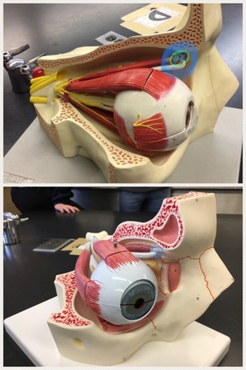 <p>a ring-like apparatus of cartilage through which passes the tendon of the superior oblique muscle; located in the superior nasal orbit</p>