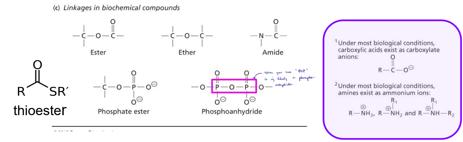 <ul><li><p>Will be described as a linkage when reactions occur. </p></li><li><p>Under most biological conditions, carboxylic acids exist as carboxylate anions. </p></li><li><p>When you see “POP” it is a phosphoanhydride.</p></li></ul><p></p>