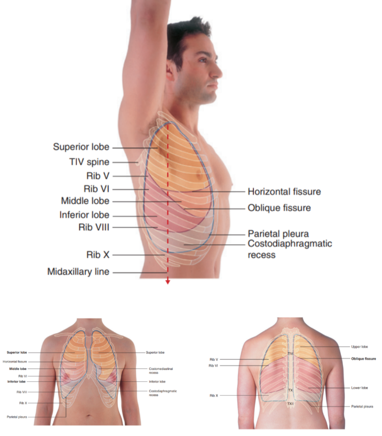 <ul><li><p>Palpable surface landmarks —</p><ul><li><p>Can be used to visualize the normal outlines of the pleural cavities &amp; lungs &amp; to determine the positions of the pulmonary lobes &amp; fissures —ex.</p></li></ul></li><li><p>Superiorly, we can see the parietal pleura projects above the first costal cartilage &amp; anteriorly approaches the midline posterior to the sternum (uppermost section). Left parietal pleura doesn’t come close to the midline as much as the right lobe due to the heart bulging on the left side </p></li><li><p>Inferiorly, the pleura reflects on the diaphragm, above the costal margin &amp; courses around the thoracic wall following an VIII, X, XII contour </p><ul><li><p>(Ie. rib VIII in the midclavicular line, rib X in the midaxillary line, and vertebra TXII posteriorly)</p></li></ul></li><li><p>Lungs don’t completely fill areas surrounded by pleural cavities — particularly anteriorly &amp; inferiorly —</p><ul><li><p>Costomediastinal recesses —</p><ul><li><p>Occur anteriorly, particularly on the left side in relationship to the heart bulge</p></li></ul></li><li><p>Costodiaphragmatic recesses —</p><ul><li><p>Occur inferiorly between the lower lung margin &amp; the lower margin of the pleural cavity</p></li></ul></li></ul></li></ul>