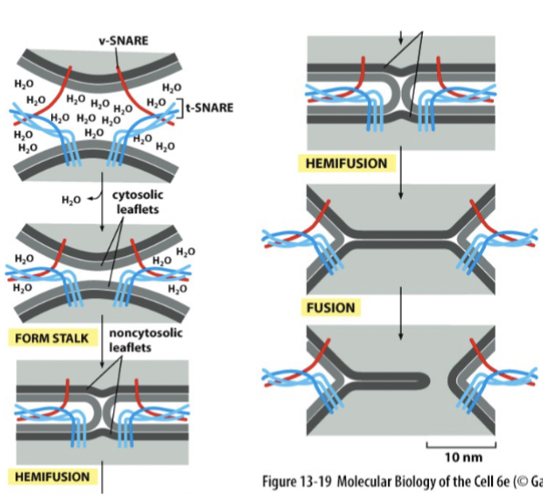 <p>SNARE proteins are like “pre-wound springs”. They coil together and bind tightly, and the released energy expels water molecules from the interface. If the membranes are 1.5 nm apart, lipids can flow from one membrane to another (regulated at synapse - happens automatically without any other protein regulation)</p><p>The unwinding step ‘recharges’ and recycles the SNAREs requires protein NSF and ATP</p>