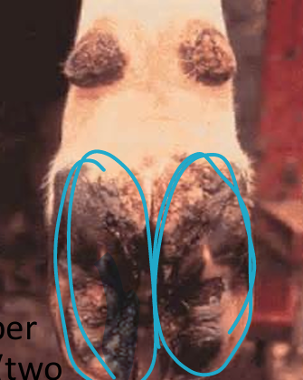 <ul><li><p>Two weight bearing (3rd and 4th, circled)</p></li><li><p>Two non-weight bearing (2nd and 5th)</p><ul><li><p>Manifested as horny dewclaws on the palmar surface of the fetlock joint</p></li></ul></li><li><p>1st digit is missing</p></li></ul><p></p>