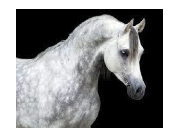 <p>what kind of horse is this?</p>