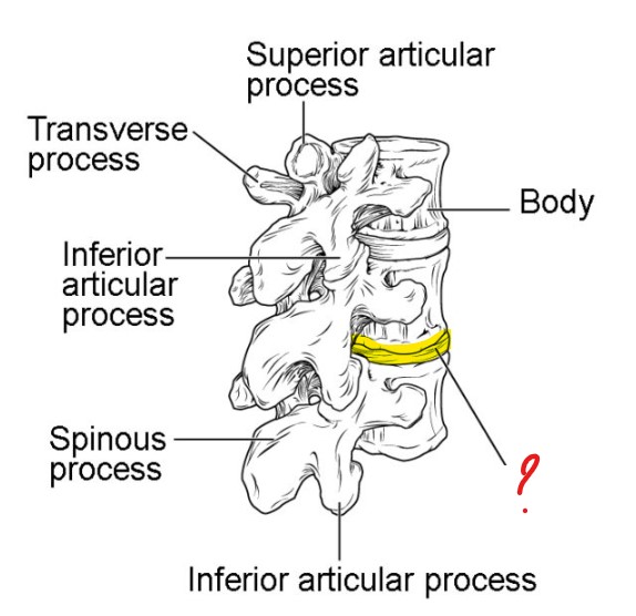 <p>Posterior view</p>