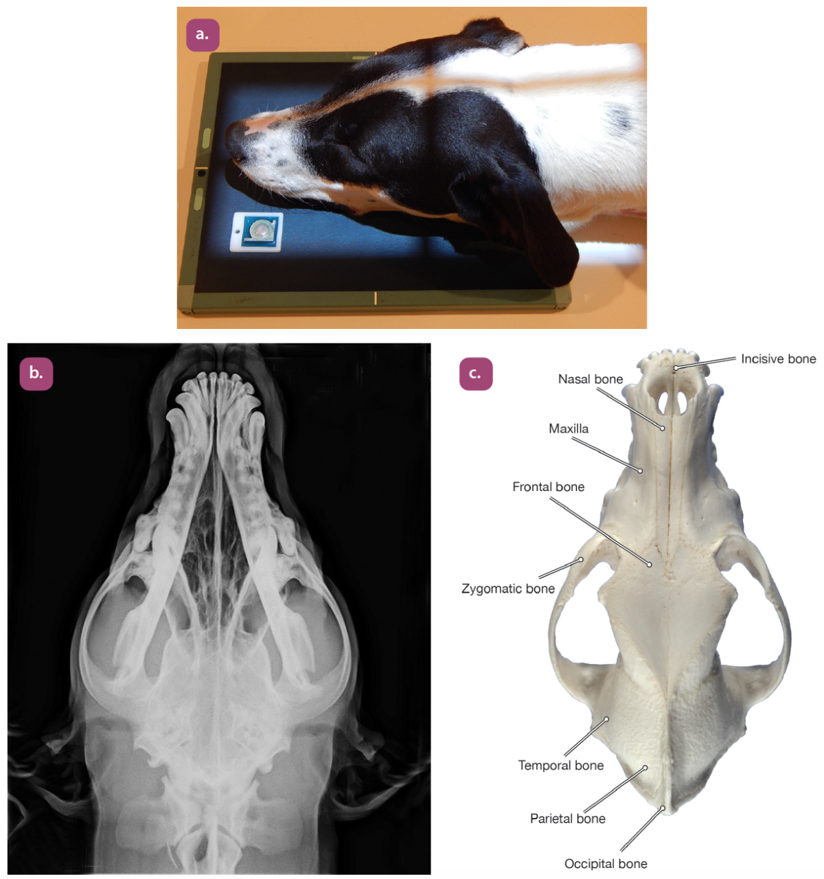 knowt flashcard image