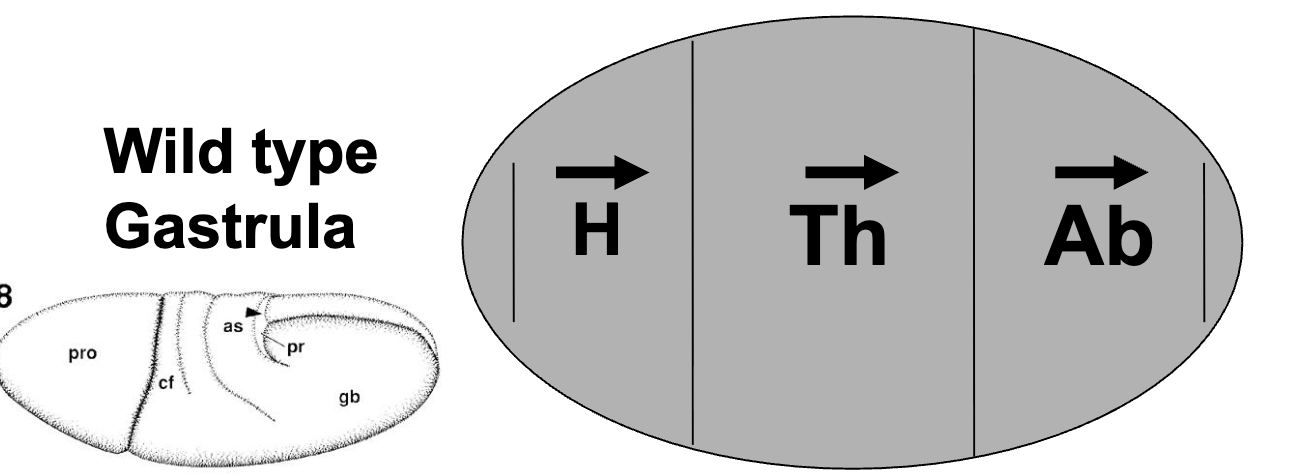 <ul><li><p>later stage embryo where the tissues have started to fold inwards</p></li><li><p>can start seeing what’s going to be the head and what’s going to be the abdomen</p></li></ul><p></p>