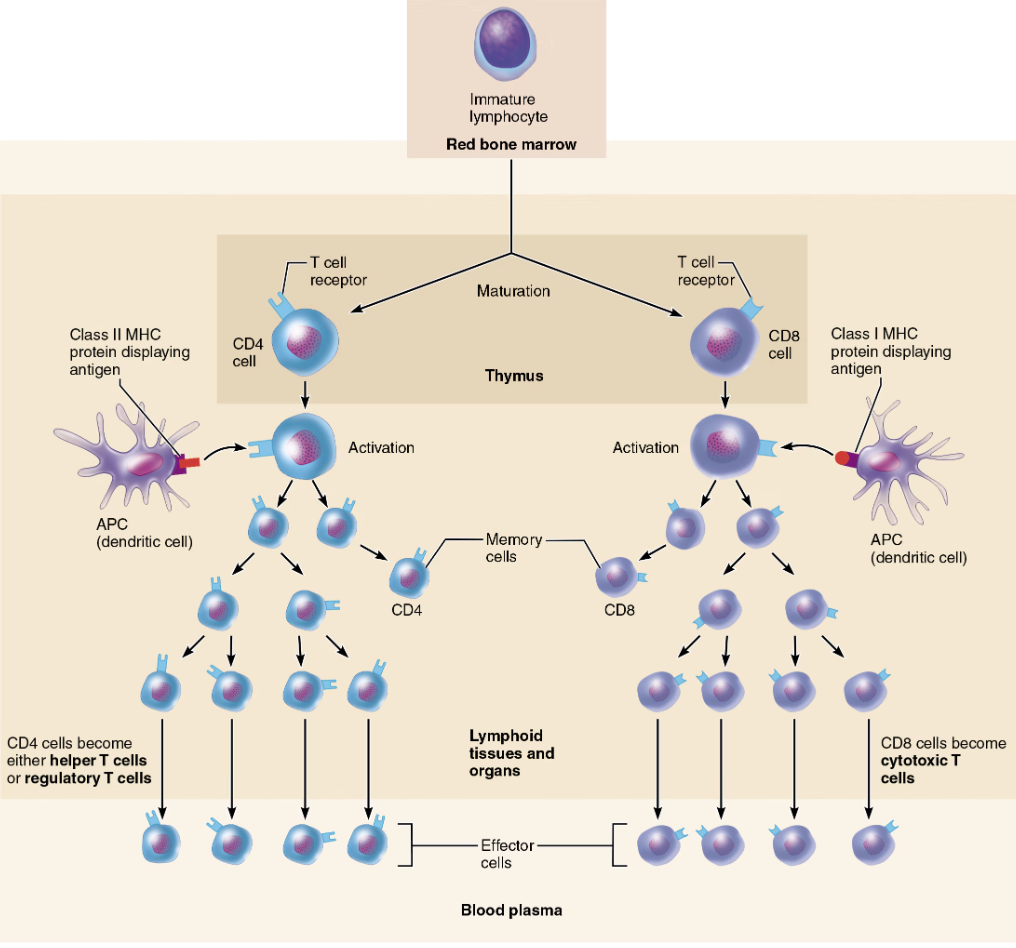 <ul><li><p><strong><mark data-color="blue" style="background-color: blue; color: inherit;">CD4 cells</mark></strong> become<span style="color: rgb(0, 0, 0);"><mark data-color="blue" style="background-color: blue; color: inherit;"> </mark><strong><mark data-color="blue" style="background-color: blue; color: inherit;">helper</mark></strong></span><span style="color: rgb(0, 0, 0);"><strong><mark data-color="blue" style="background-color: blue; color: inherit;"><span> T cells (T</span><sub><span>H</span></sub><span>)</span></mark></strong></span><span style="color: blue;"><strong><span> </span></strong></span>→ <span style="color: red;"><strong><span>that can activate B cells, other T cells, and macrophages</span></strong></span></p><ul><li><p>Direct adaptive immune response</p></li><li><p>Can also become <span style="color: blue;"><strong><span>memory T cells</span></strong></span></p></li></ul></li></ul><p></p>